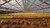 Rows of yellow and orange pot plants in a greenhouse