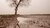 Bare tree with reflection in puddle